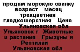продам морскую свинку. возраст 1 месяц. трехцветная. гладкошерстная › Цена ­ 500 - Ульяновская обл., Ульяновск г. Животные и растения » Грызуны и Рептилии   . Ульяновская обл.,Ульяновск г.